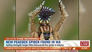 New spider species discovered in WA