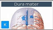 Dura mater - Function, Location & Layers - Neuroanatomy | Kenhub