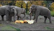 Giant Elephants Eat Giant Pumpkins at Squishing of the Squash 2019