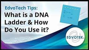 EdvoTech Tips: What is a DNA Ladder and how do you use it?