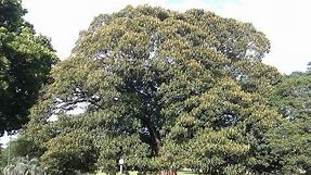 Plant ID: Camphor Tree (Cinnamomum camphora)