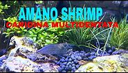 Amano japonica shrimp care.