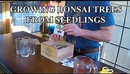 How To Grow Bonsai Trees From Seed