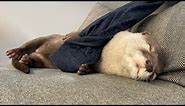カワウソさくらの癖が強い寝てるシーン集② Collection of otter Sakura's habitual sleeping scenes②