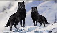 7 Most Beautiful Wolves in the World