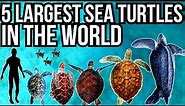 5 Largest Sea Turtles In The World