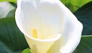 Arum, calla lily - planting and advice on care for this beautiful summer bulb