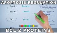 Apoptosis Regulation by Genes | Bcl-2 Family