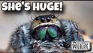 MEET The LARGEST Jumping SPIDER In The US!