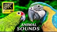 ANIMAL SOUNDS 8K ULTRA HD