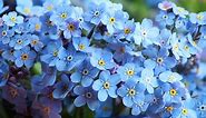 Discover 9 Amazing Blue Spring Flowers