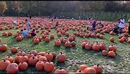 Pumpkin and Apple Picking walking tour DuBois Farms Pick Your Own in Highland Ulster County NY USA
