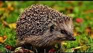Where to see hedgehogs in the UK | Wild Britain