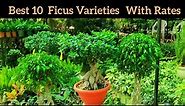 Best top 10 ficus varieties for pots with names, ficus के दस एक से बढ़कर 1 खूबसूरत पौधे Bonsai ficus