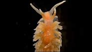 Nudibranch, a Tiny Marine Marvel