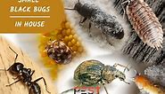 Small Black Bugs in House | Pictures and Control Guide - Pest Samurai