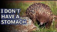 Echidna facts: sort of like hedgehogs but not really | Animal Fact Files