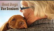 Top 12 Dog Breeds For Seniors & Elderly
