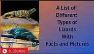 A List of Different Types of Lizards With Facts and Pictures