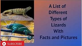 A List of Different Types of Lizards With Facts and Pictures