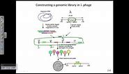 Construction of genomic library using lamda phage