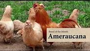 Ameraucana Chicken: August Breed of the Month