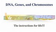 PPT - DNA, Genes, and Chromosomes PowerPoint Presentation, free download - ID:9357676