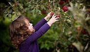 Apple Picking in Virginia: The 21 Best Orchards and Farms