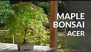 Japanese Maple Bonsai care (Acer palmatum)