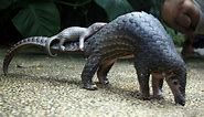 Pangolins: why this cute prehistoric mammal is facing extinction