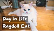 A Day in the Life of a Ragdoll Cat | The Cat Butler
