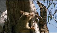 Monitor Lizard Fights Mother Possum for Her Babies | BBC