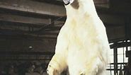 How Big is a Polar Bear - Polar Bear Size - Zooologist