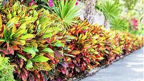 How To Grow And Care For A Croton Plant - Bunnings Australia