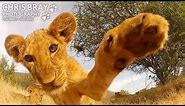 Lion Cub vs GoPro - AMAZING so CUTE!