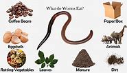 What do Worms Eat? - Feeding Nature