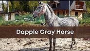 Dapple gray horse facts pictures and everything