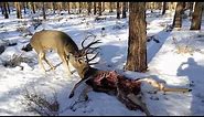 Man Rescues Big Mule Deer Buck Locked to the Antlers of a Dead 5X5