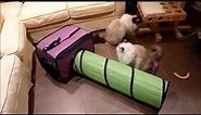 Petmate Jackson Galaxy Base Camp Hub with Solid Tunnel Review - ねこ - ラグドール - Floppycats
