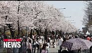 Stunning return of Yeouido cherry blossom festival after 4 years of hiatus