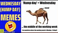 Todays Funny Memes - hump day meme (Wednesday meme)