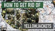How to Get Rid of Yellowjackets (4 Easy Steps)