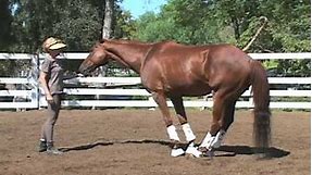 Lukas - The World's Smartest Horse - 2009 Update Part 4 of 5