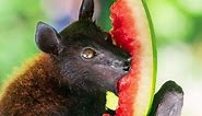 What Do Bats Eat? 14 Foods in Their Diet