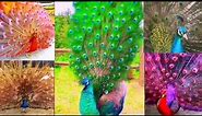 PEACOCK | ADORABLE BEAUTIFUL RAINBOW COLORFUL FEATHER PEACOCK| CUTE ALLURING PEACOCK.