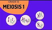 Meiosis 1 | Crossing over and Phase identification