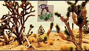 The MAGICAL Mojave Desert Plants of Southern Utah | Joshua Tree National Conservation Area