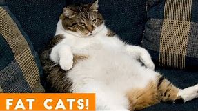 Funniest Fat Cat Compilation September | Funny Pet Videos
