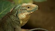 Is This One of the Most Endangered Lizard Species in the World?