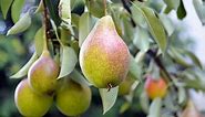 Pear Trees That Do Not Need Cross-Pollinators